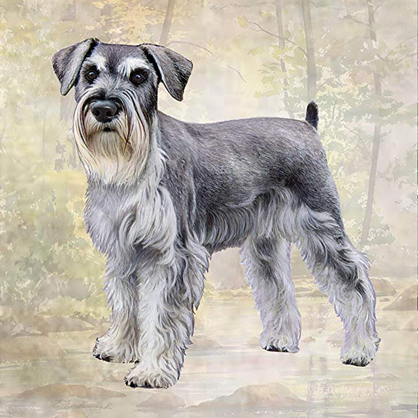 Schnauzer (Standing) Tabletop Drink Coaster (1)