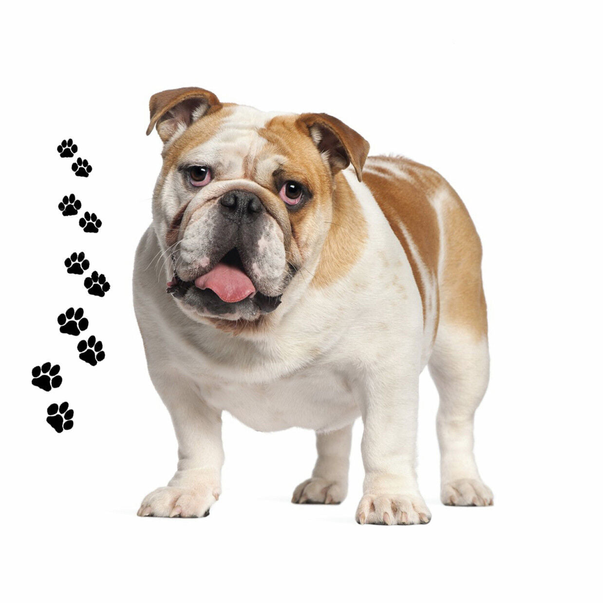 Andreas Round Silicone Mat Jar Opener, Bulldog Dog, 6.25 Inch