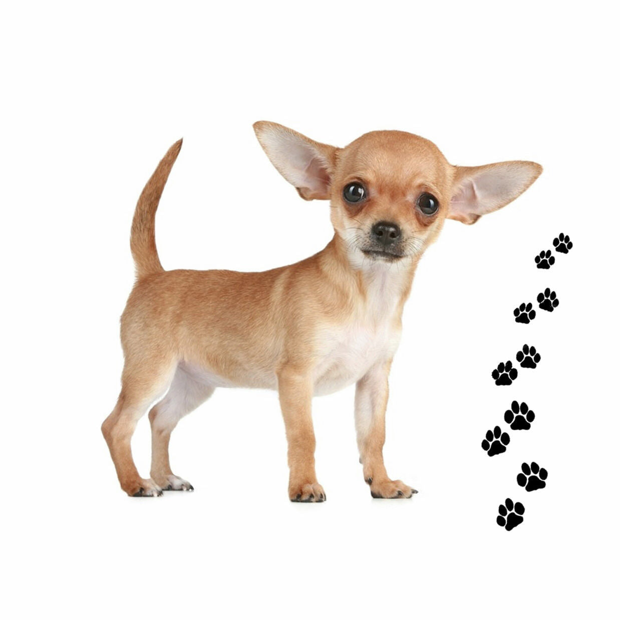 Andreas Round Silicone Mat Jar Opener, Chihuahua Dog, 6.25 Inch