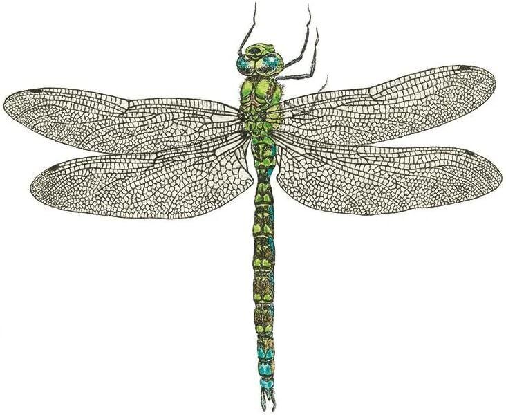 Paperproducts Design Libellule Dragonfly Beverage/Cocktail Paper Napkins,5"x5"