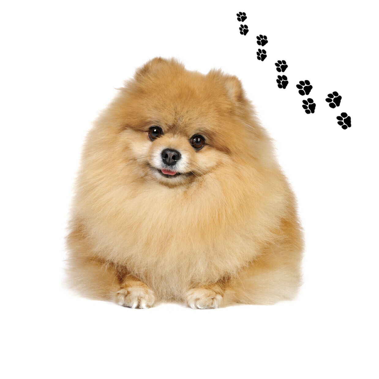 Andreas Round Silicone Mat Jar Opener, Pomeranian Dog, 6.25 Inch