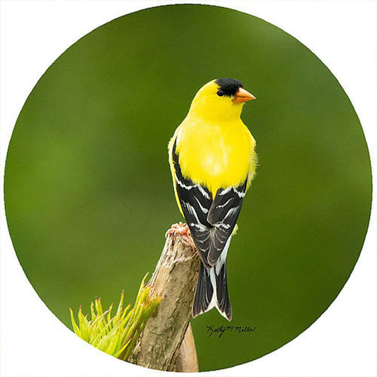 Andrea's Silicone - 8" Non-Slip Trivet - Goldfinch Top of Branch