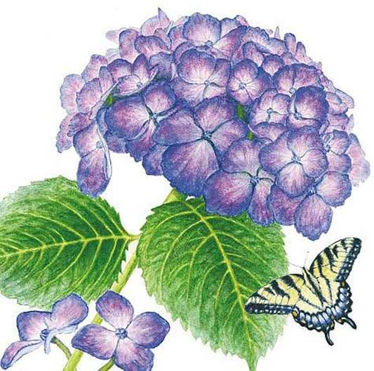 Paperproducts Design Hydrangea & Butterfly Beverage Napkin, 5" x 5"