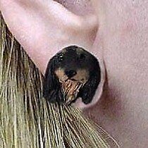 Conversation Concepts Dachshund Black Longhaired Earrings Post