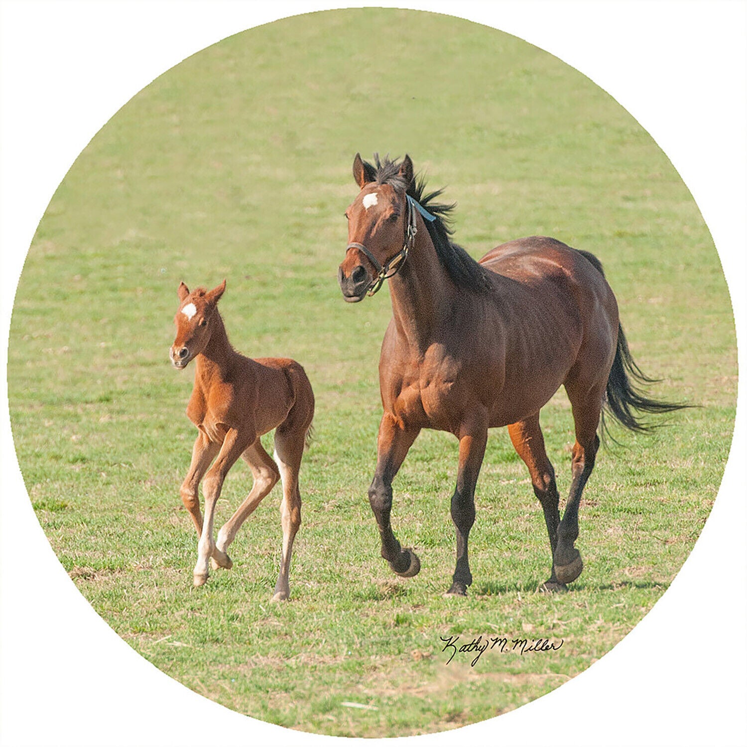 Andreas Round Silicone Jar Opener, Kathy Miller Horse and Pony, 6.25 Inch