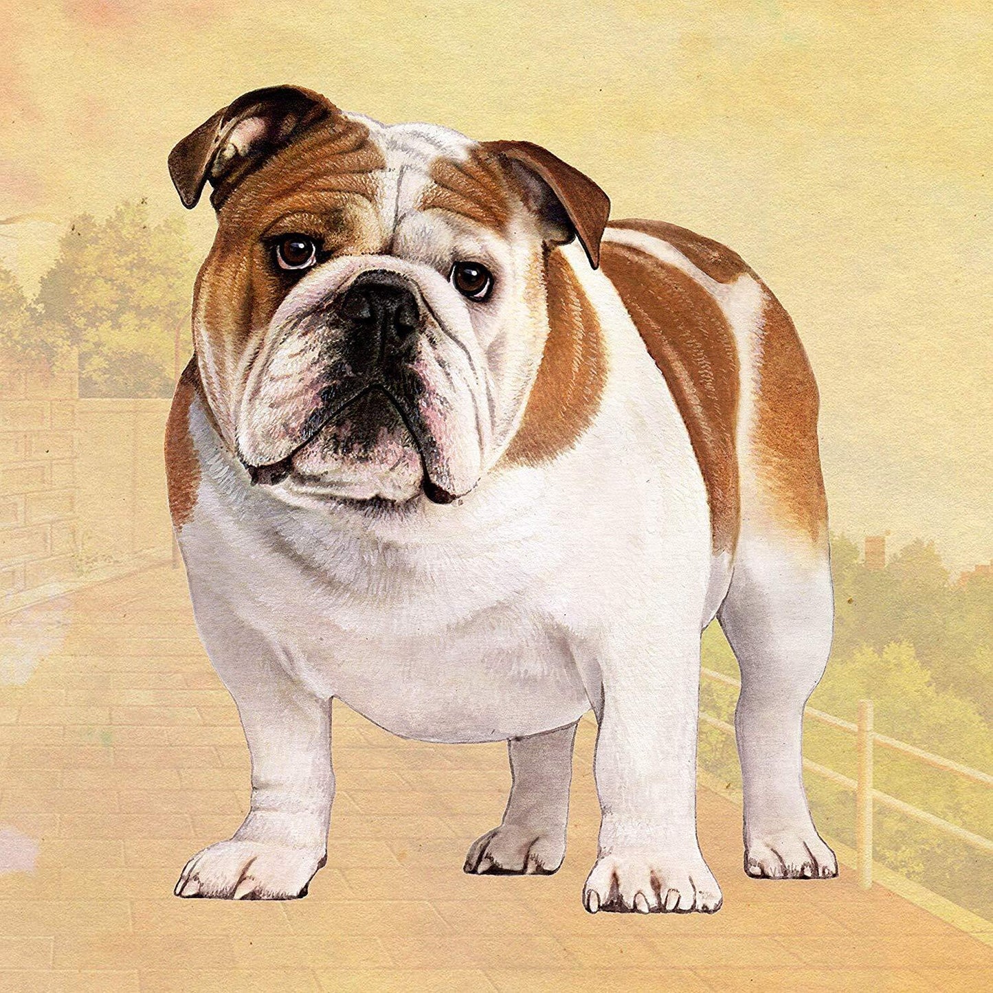 English Bulldog Tabletop Drink Coaster (1)