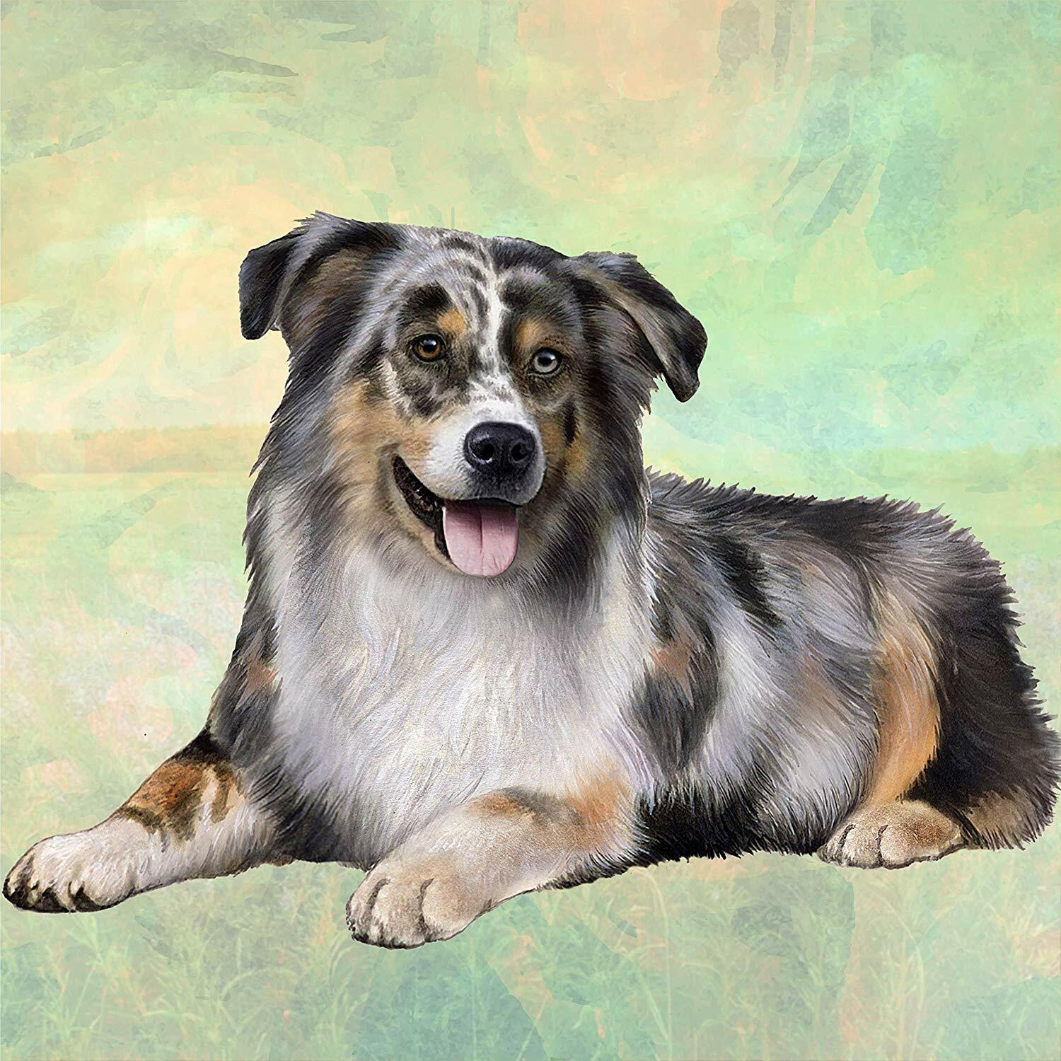 Australian Shepherd Tabletop Drink Coaster (1)