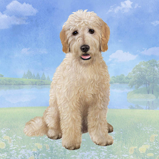 Goldendoodle (Sitting) Tabletop Drink Coaster (1)