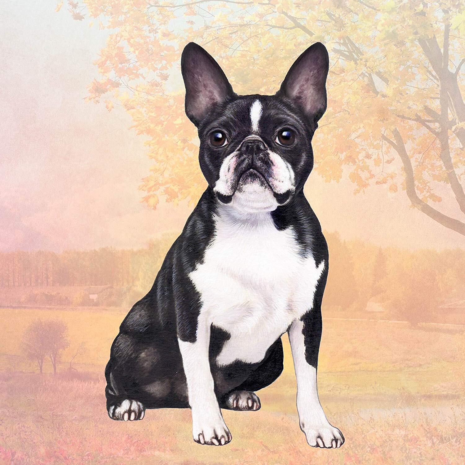 Boston Terrier (Sitting) Tabletop Drink Coaster (1)