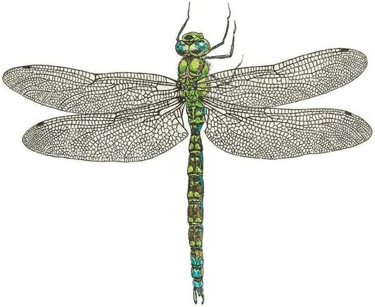 Paperproducts Design Libellule Dragonfly Beverage/Cocktail Paper Napkins,5"x5"