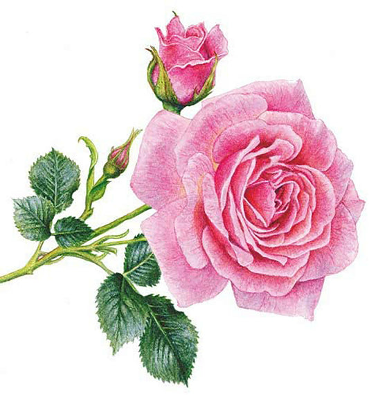 Paperproducts Design Rosedal Beverage Napkin, 5" x 5", 20 Count, Pink Rose