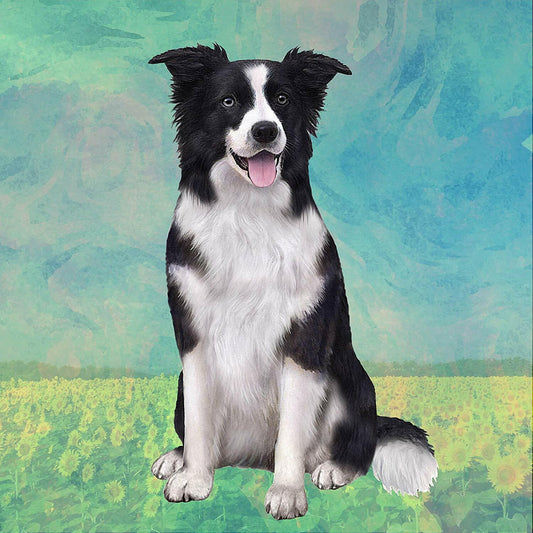 Border Collie (Sitting) Tabletop Drink Coaster (1)