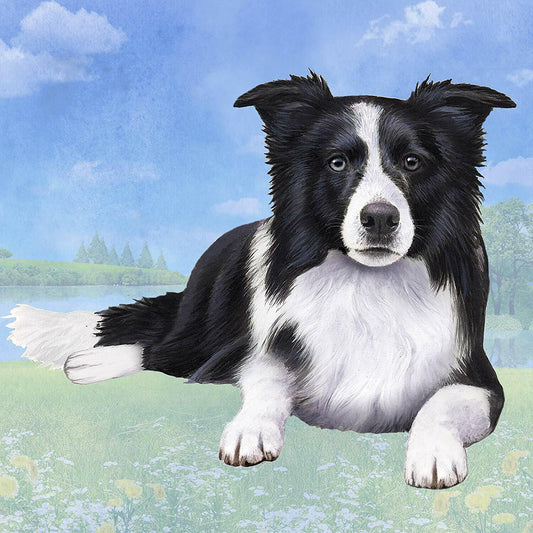 Border Collie (Lying Down) Tabletop Drink Coaster (1)