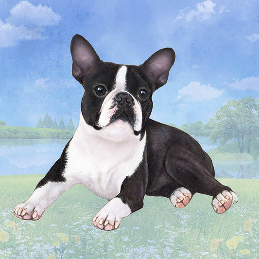 Boston Terrier (Laying) Tabletop Drink Coaster (1)