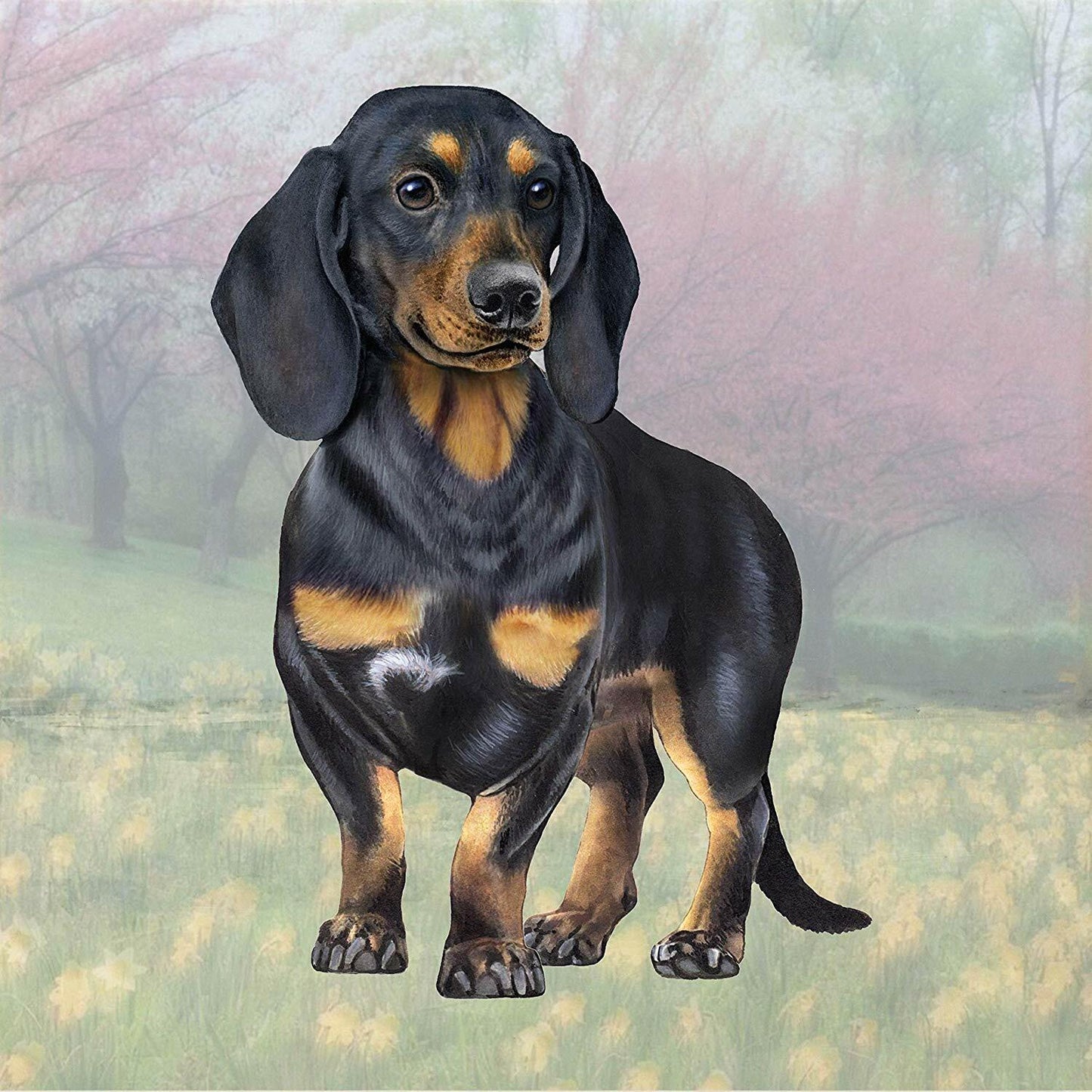 Dachshund (Black & Tan Standing) Tabletop Drink Coaster (1)
