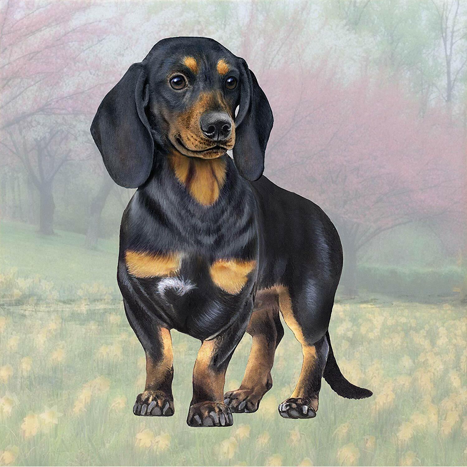 Dachshund (Black & Tan Standing) Tabletop Drink Coaster (1)