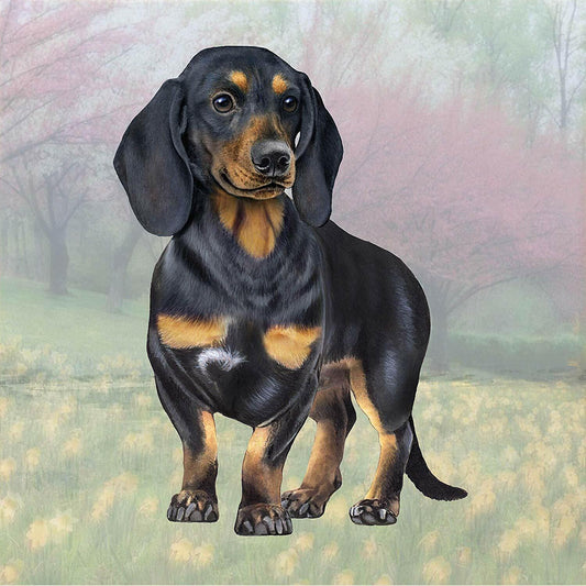 Dachshund (Black & Tan Standing) Tabletop Drink Coaster (1)