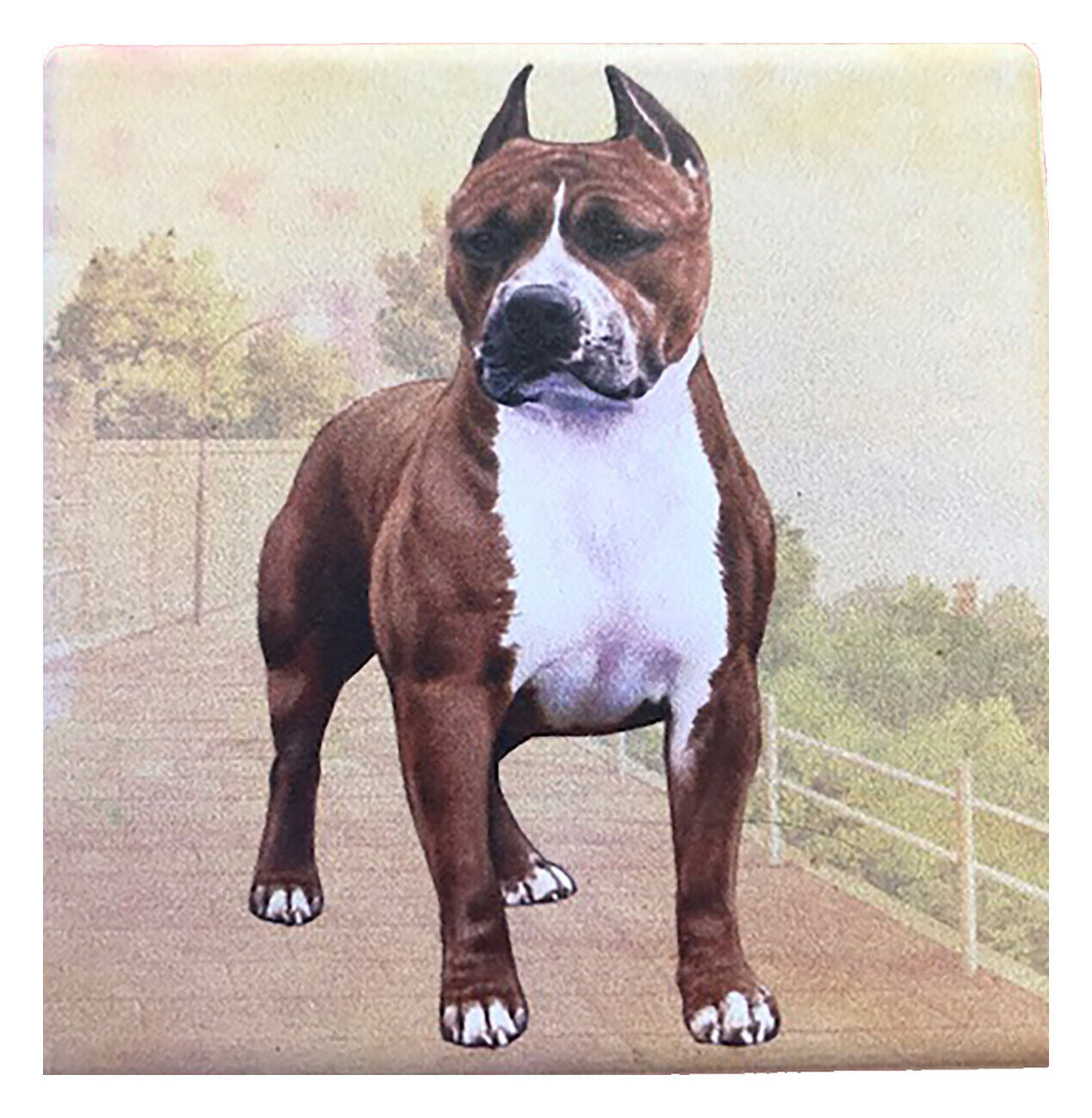 Pit Bull Cropped Ears (Standing) Tabletop Drink Coaster (1)